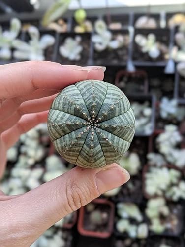 Euphorbia - Planta suculenta viva rara (Obesa Symmetrica 1.5"-2")