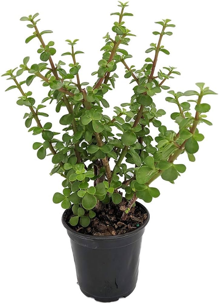 The Gifti ® Jade Plant (Crassula Ovata) - Live Healthy Good Luck Indoor Plants for Home & Office Desk - Easy-Care Succulent for Indoor Gardening (B0CRZGT3G8) Amazon Price History, Amazon Price Tracker