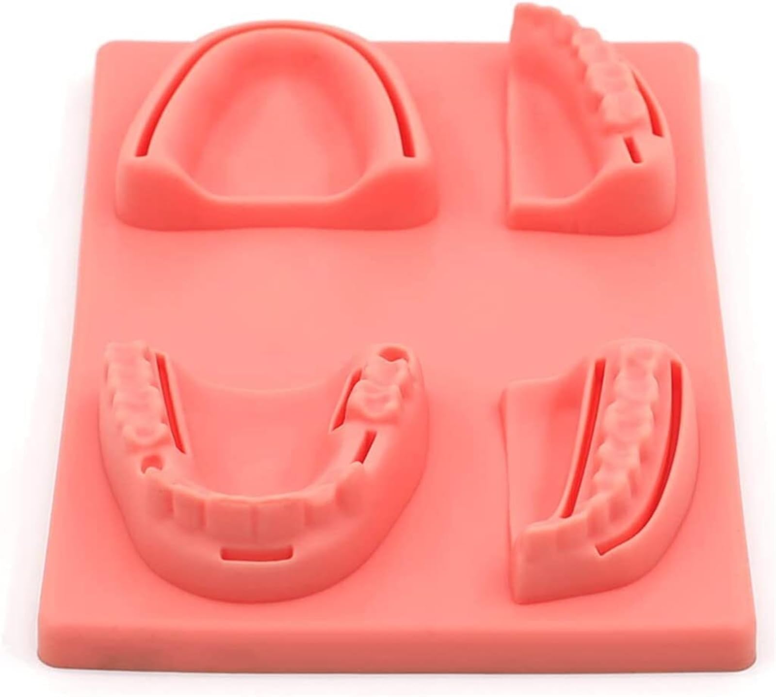 Modelo de enseñanza Modelo de 4 especies Dientes Encías Modelo de sutura oral Modelo dental Ayuda de formación educativa médica Modelo de práctica de sutura para enseñanza Modelo de órgano humano 4 e