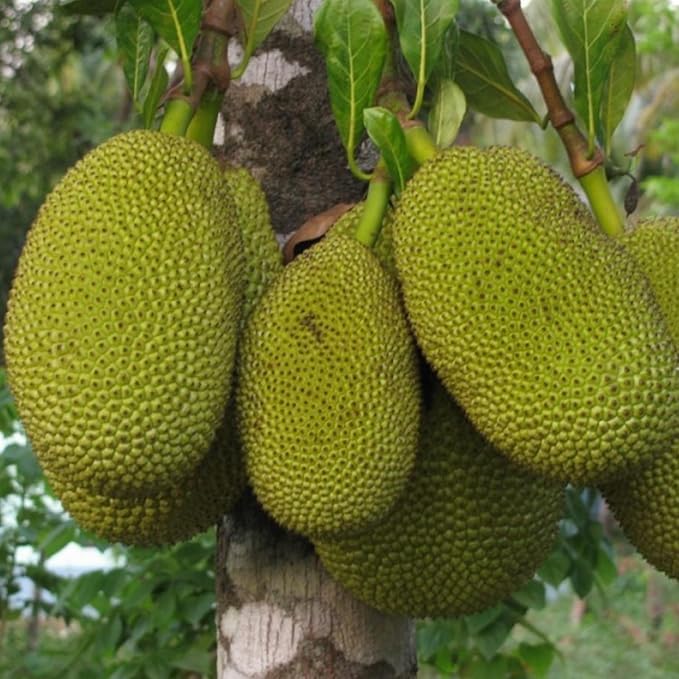Dwarf Yellow Jackfruit Grafted 1 Healthy Live Baramasi Jackfruit Plant (Kathal) Multiple Harvests Per Year – Rare Fruit Tree for Home Garden & Orchard – Pack of 1-image-10