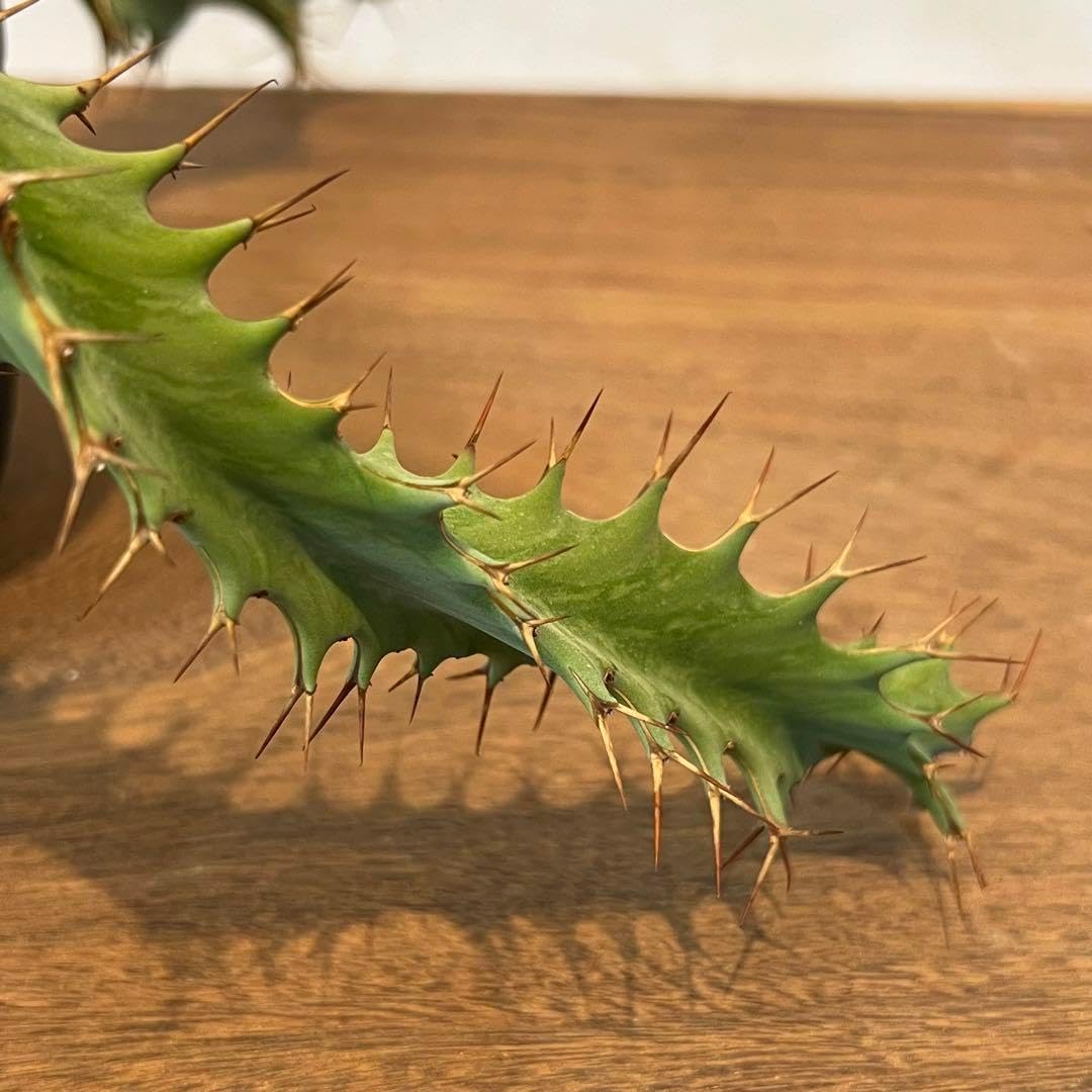 希少美株】 ユーフォルビアトルチラマ 実生 サボテン 多肉植物 塊根 希少美株】 ユーフォルビアトルチラマ 実生 サボテン 多肉植物 塊根