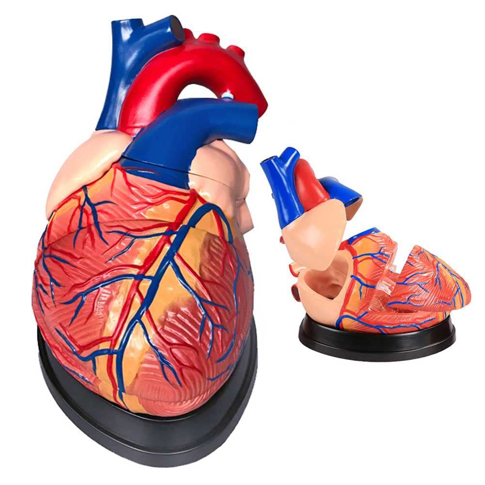 Teaching Model,3D Heart Model 3 Times Magnification Anatomy Models Human Body with 3 Detachable Parts and Base for Learning and Understanding The Structure of The Heart