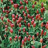 El trébol carmesí está clasificado como un cultivo anual de cobertura, y las abejas, mariposas, colibríes circularán alrededor de estas bellezas.
