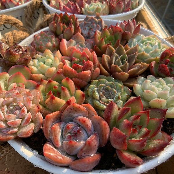 Amazon.co.jp: 多肉植物 エケベリア 寄せ植え用（ミニサイズ）15個+3