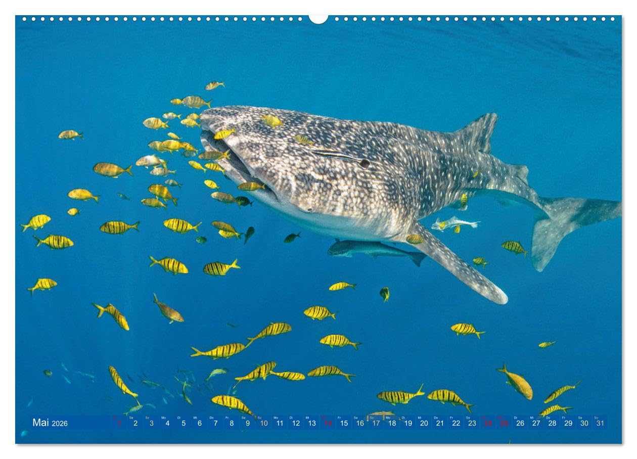 Tauchen: Wunderbares tiefblaues Meer (hochwertiger Premium Wandkalender 2026 DIN A2 quer), Kunstdruck in Hochglanz: Großartige Unterwasseraufnahmen in der blauen Tiefe: Faszination Tauchen