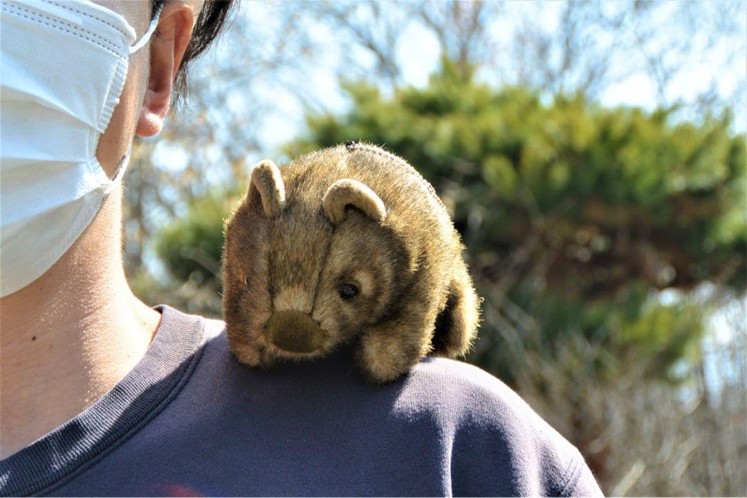 キティ　ウォンバット　大陸シリーズ　マスコット　ボールチェーン　キーホルダー Amazon.co.jp: 茶臼山動物園 ウォンバット キーチェーン