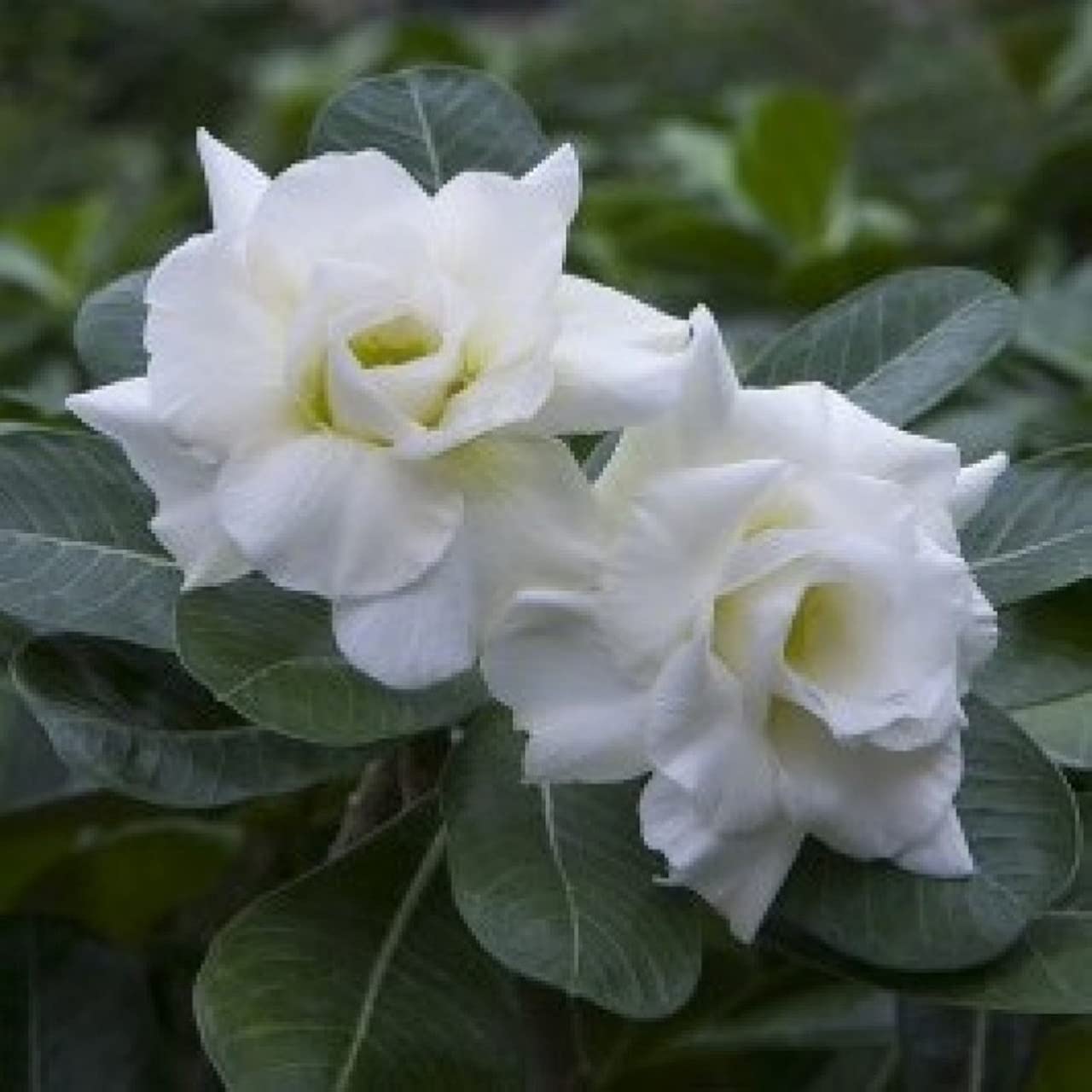 Gurveplantationi® - Adenium Live Plant with Beautiful Flower Grafted Orchid Plants with Plastic Pot (Adenium Flower Plant, White) (B09X4ML6T4) Amazon Price History, Amazon Price Tracker