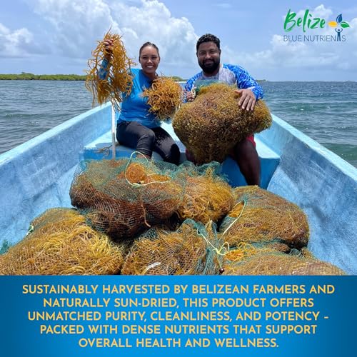 Belize Blue Nutrients – Gold Sea Moss Powder – 100% Pure Sustainably Harvested Eucheuma Cottonii from Belize – Mineral-Rich Superfood for Energy, Gut & Immune Support - 4 Oz - Image 7