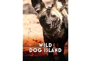 Brothers in Blood: The Lions of Sabi Sand