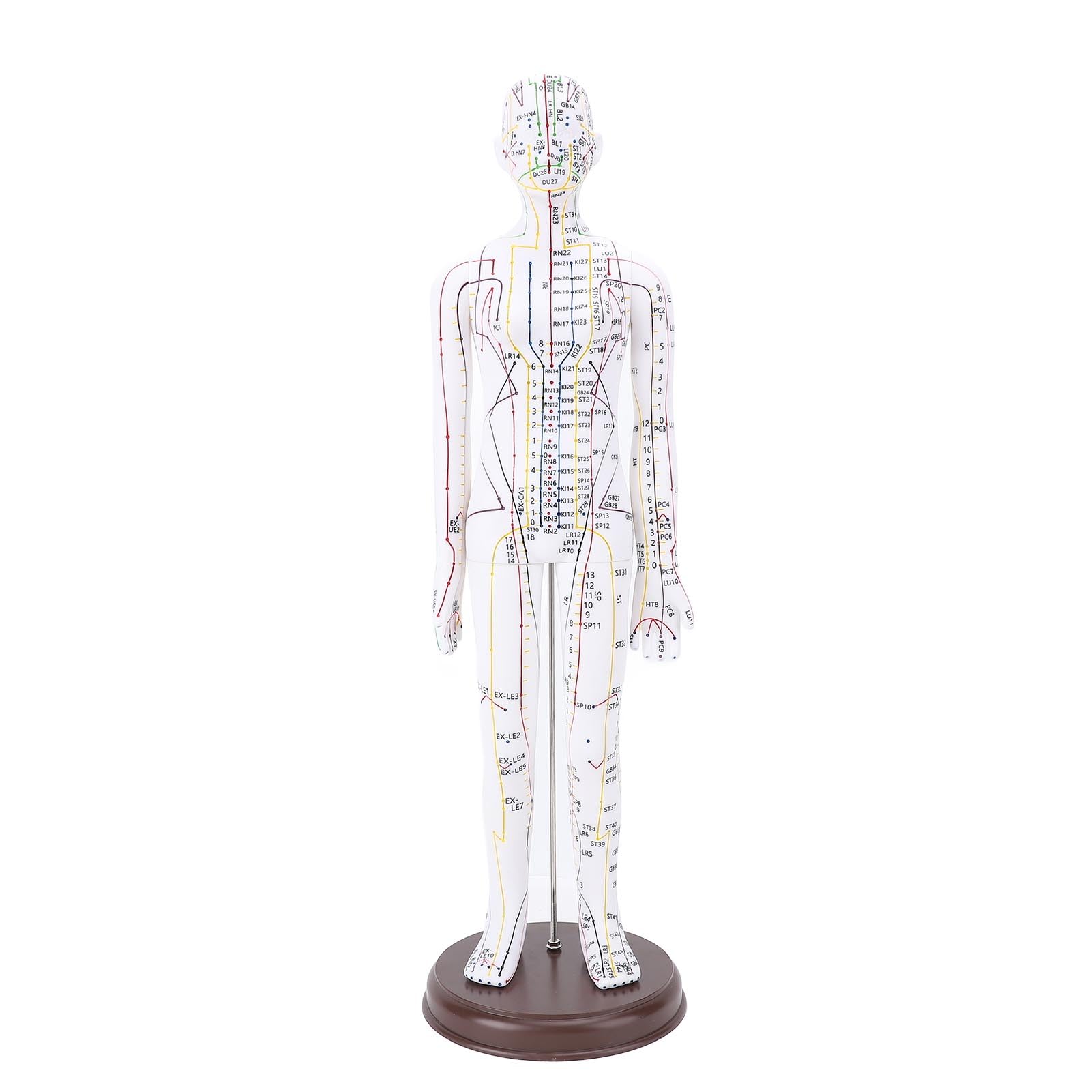 Acupoint Body Model, PVC human body model with base for acupuncture practice, professional teaching and training,Stable Base Design,Proportional Structure (Women Type)