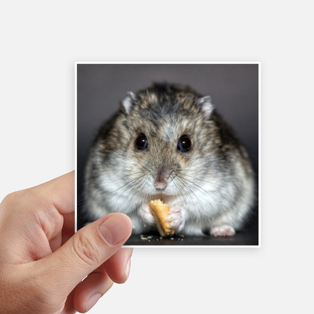 Sticker rat hamster mignon de 10 cm pour masquer les rayures d'ordinateur et de valise