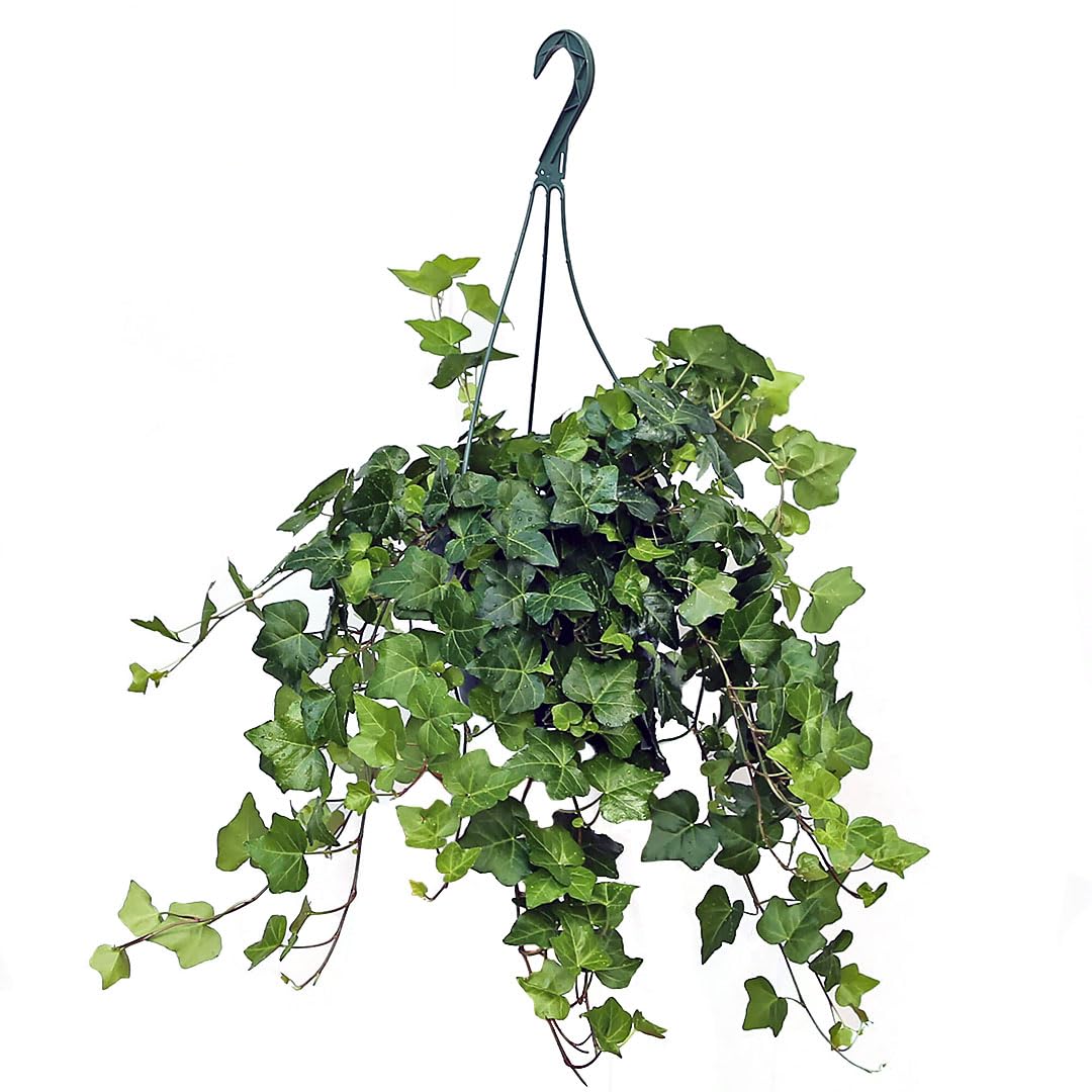 American Plant Exchange English Ivy - 8-Inch Hanging Basket - Live Easy Care Vining Houseplant