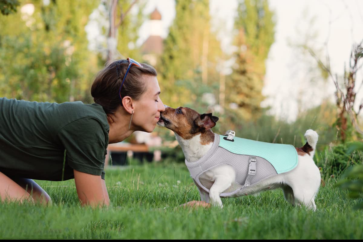 Gilet di raffreddamento per cani Gilet per cani in mesh traspirante Cappotto per cani fresco e confortevole regolabile con strisce riflettenti Adatto per cani grandi medi e piccoli (XL, #New-Blu)