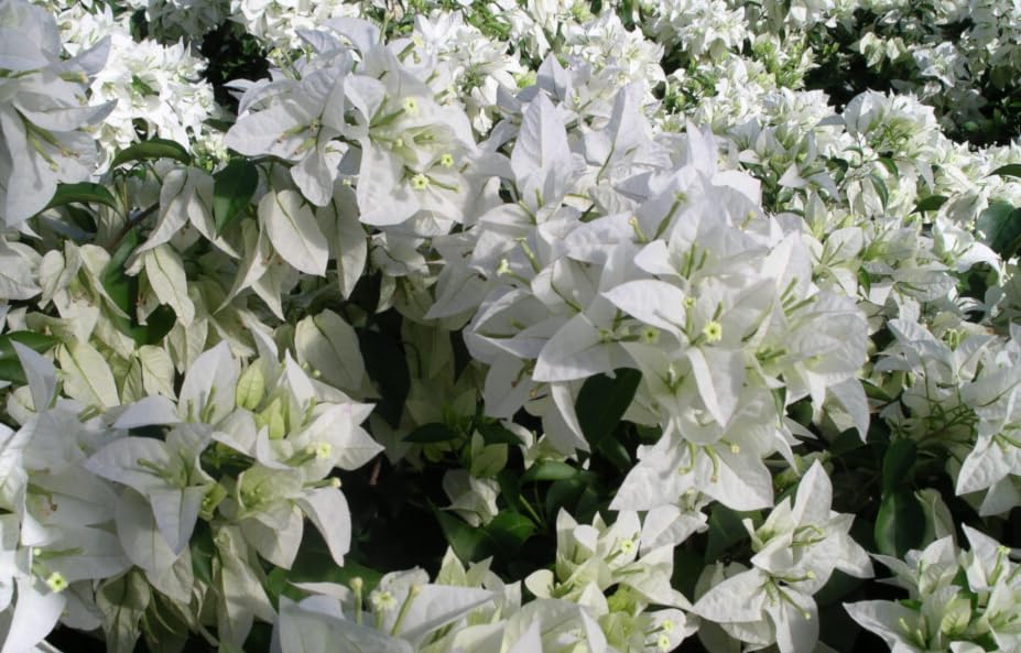 Bougainvillea Mauna Kea Jumbo Plug Plant Climber