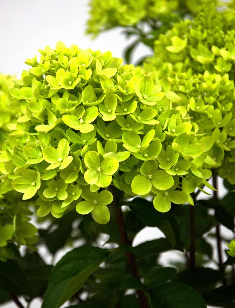 Suttons Hardy Hydrangea Paniculata 'Little Lime' Large Shrub in Pot White Green Flowers Shrubs Garden Plants, for Patio & Pots, Garden Border & Cut Flowers (1 x 3.5 Litre Potted Plant)
