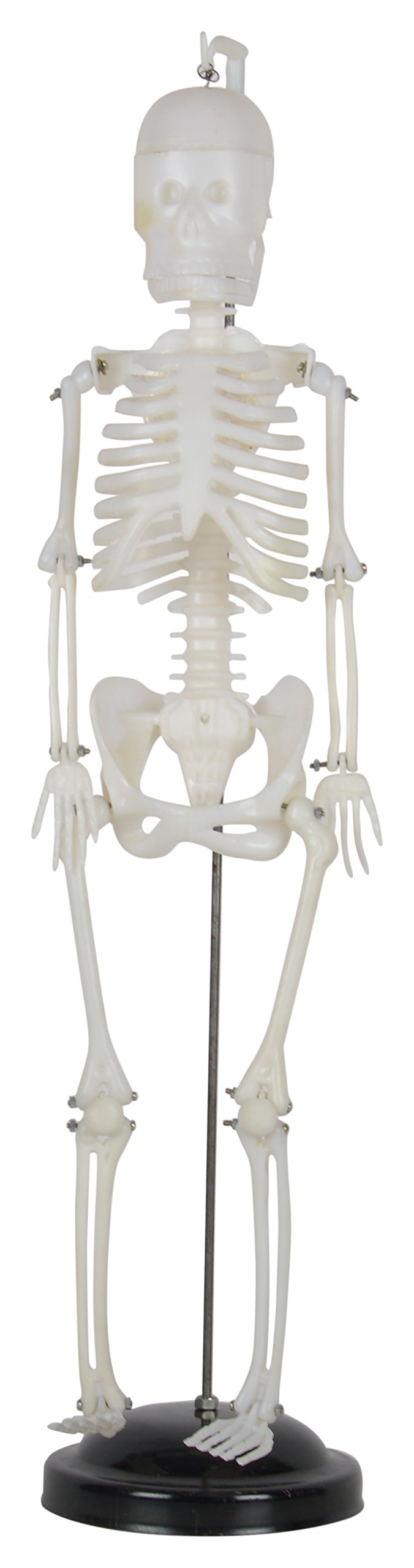 VIJAY SURGICAL Human Skeleton Plastic Model on Metal Stand White (2.5 Feet / 30 Inch) Long