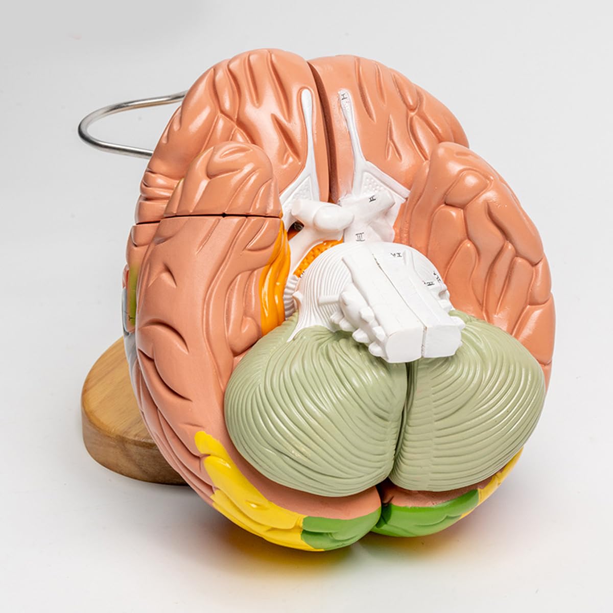 Model anatomii mózgu – wyjmowany trzon mózgu i móżdżek pomoc dydaktyczna w psychologii medycznej i edukacji