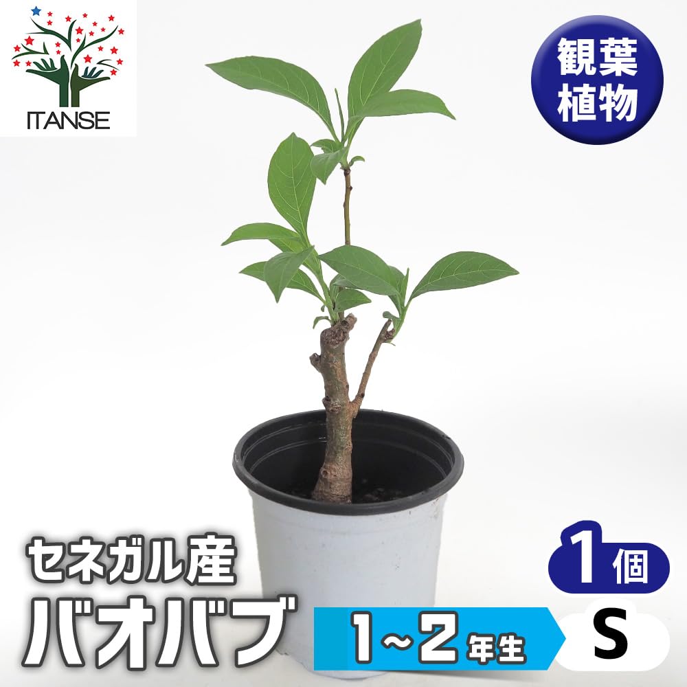 Amazon｜ITANSE バオバブ セネガル産 1～2年生苗 Sサイズ