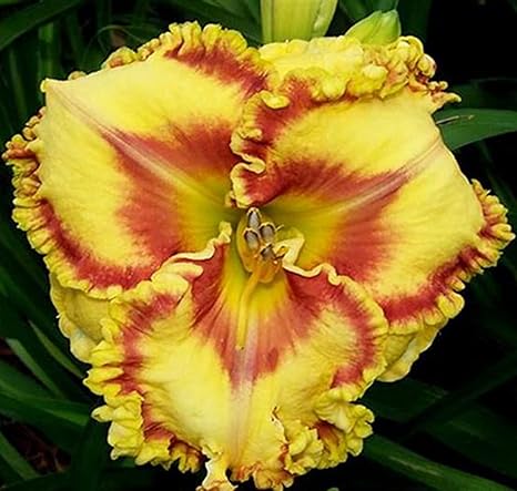 Amazon カンゾウ根茎 結婚式の花 庭の球根 強い適応性 多年生鉢植え 香り 夏に最も豊富な花 多年生草本 12 根茎 D 球根