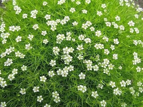 Pixies Gardens Sagina Subulata Aurea