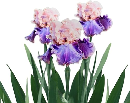 Miniatura 4 de Easy to Grow Bulbos de plantas con iris barbudo "His Royal Highness", rizomas (paquete de 9), flores moradas en jardines de otoño y primavera
