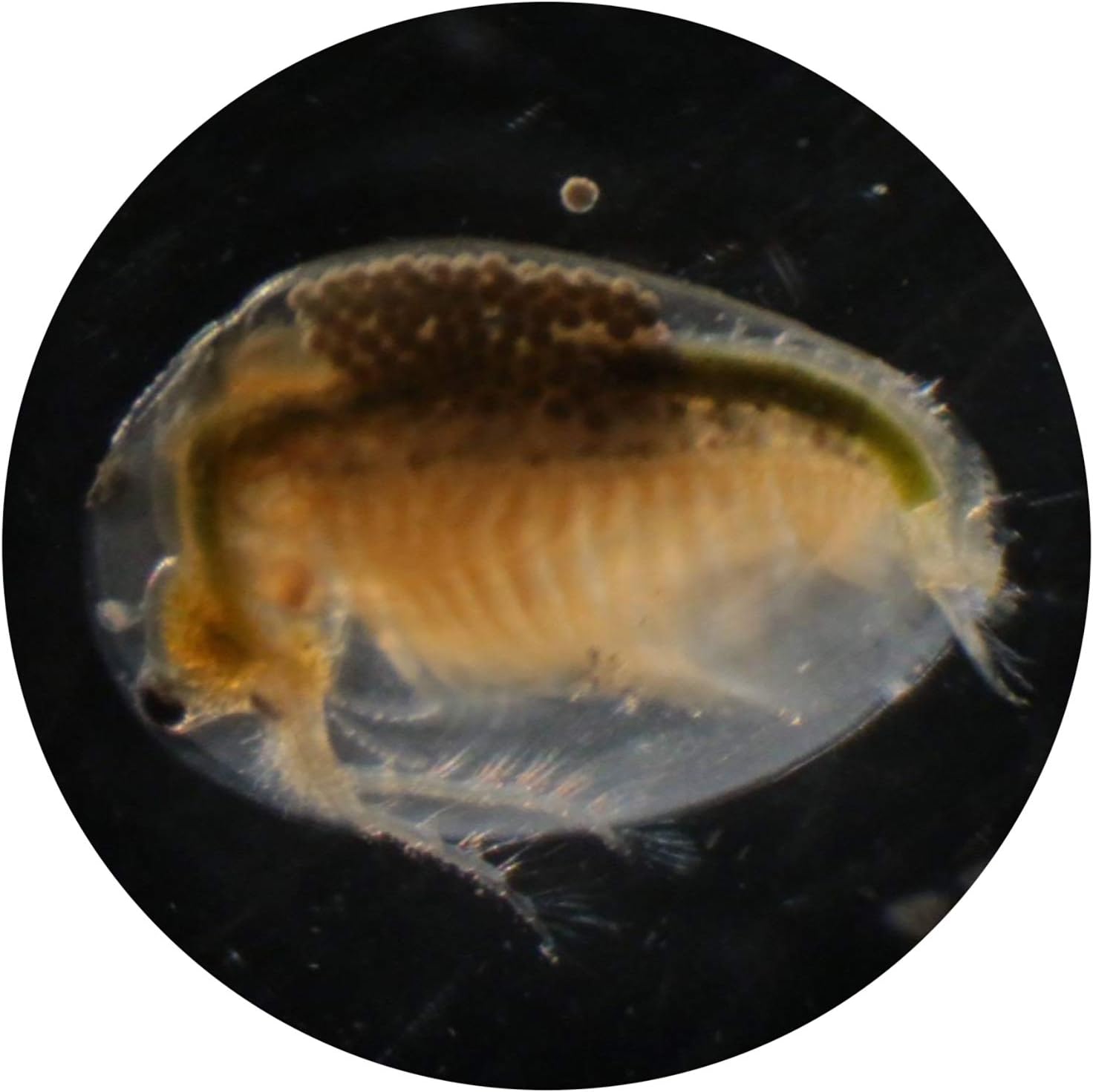 Daphnia cysts. Easy to Hatch in Fresh Water. (Cysts 2,000 Eggs)