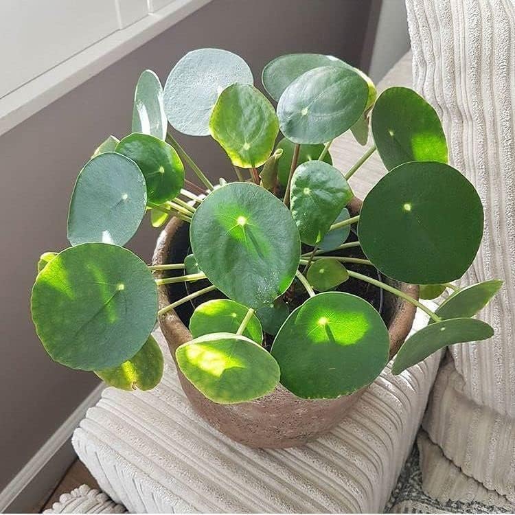 See full amazon price history chart for Chinese Money Plant for garden living room corner bedroom home decoration hanging gifting air purifier oxygen lucky study table hanging plant With Pot Chinese Money Plant for garden living room corner bedroom home decoration hanging gifting air purifier oxygen lucky study table hanging plant With Pot (B0CS3MQWG9) Amazon Price History, Amazon Price Tracker
