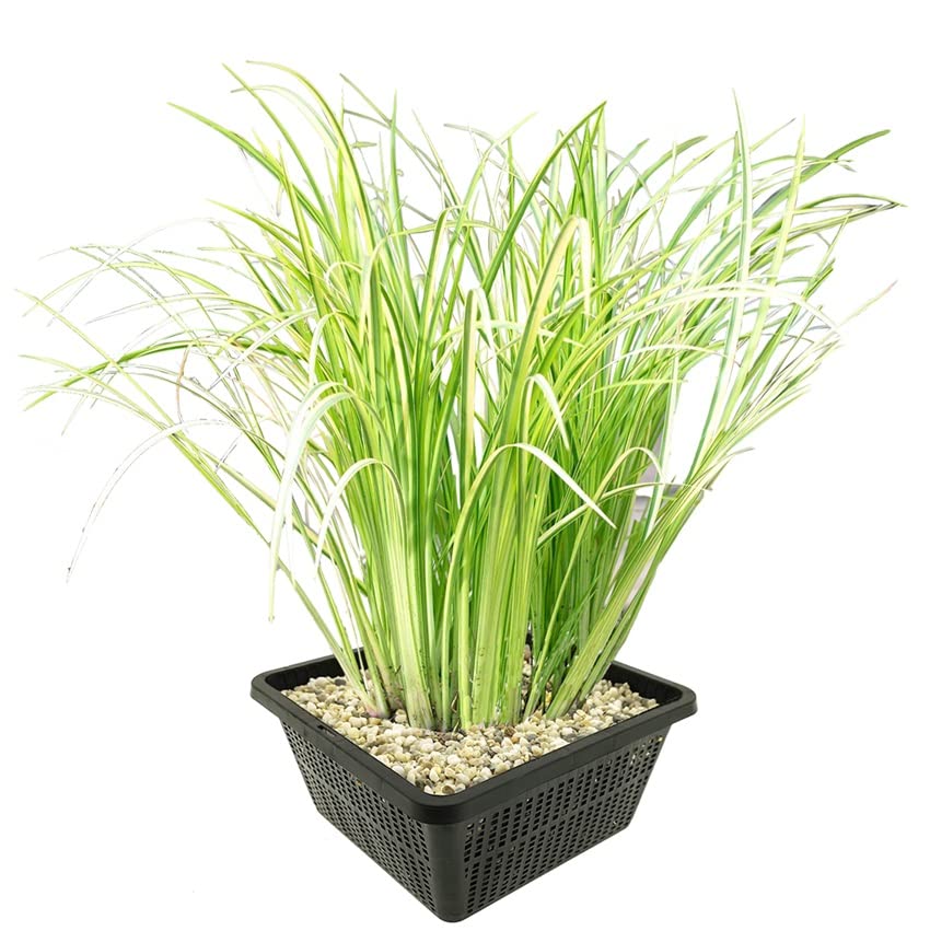 vdvelde․com   Cálamo Aromático   Planta de Estanque   Resistente   Cultivo Biológico   Plantar Directo   Fresco de Vivero   9 Unidades