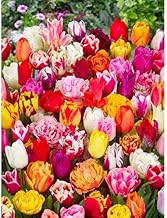 30 x Surprise Mixed Tulips Bulbs - Spring Flowering Bulb - Bulb Size 10/11