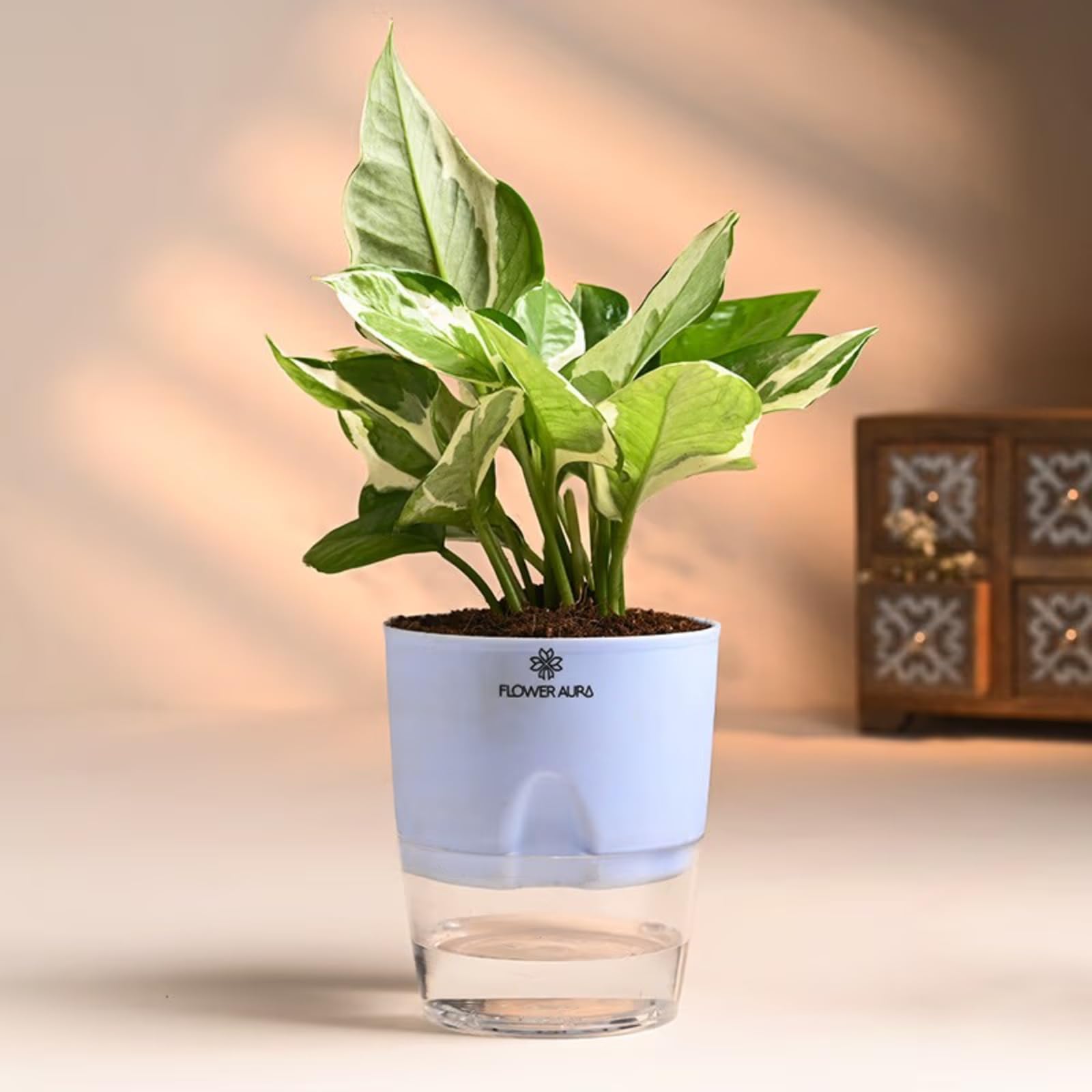 FlowerAura Air Purifying Good Luck Whitye Pothos Live Indoor Plant In White Self Watering Pot For Home/Office Décor & For Birthday Gift, Anniversary Gift, Mothers Day Gift, Diwali Gift, Holi Gift (B0CYLS32T1) Amazon Price History, Amazon Price Tracker