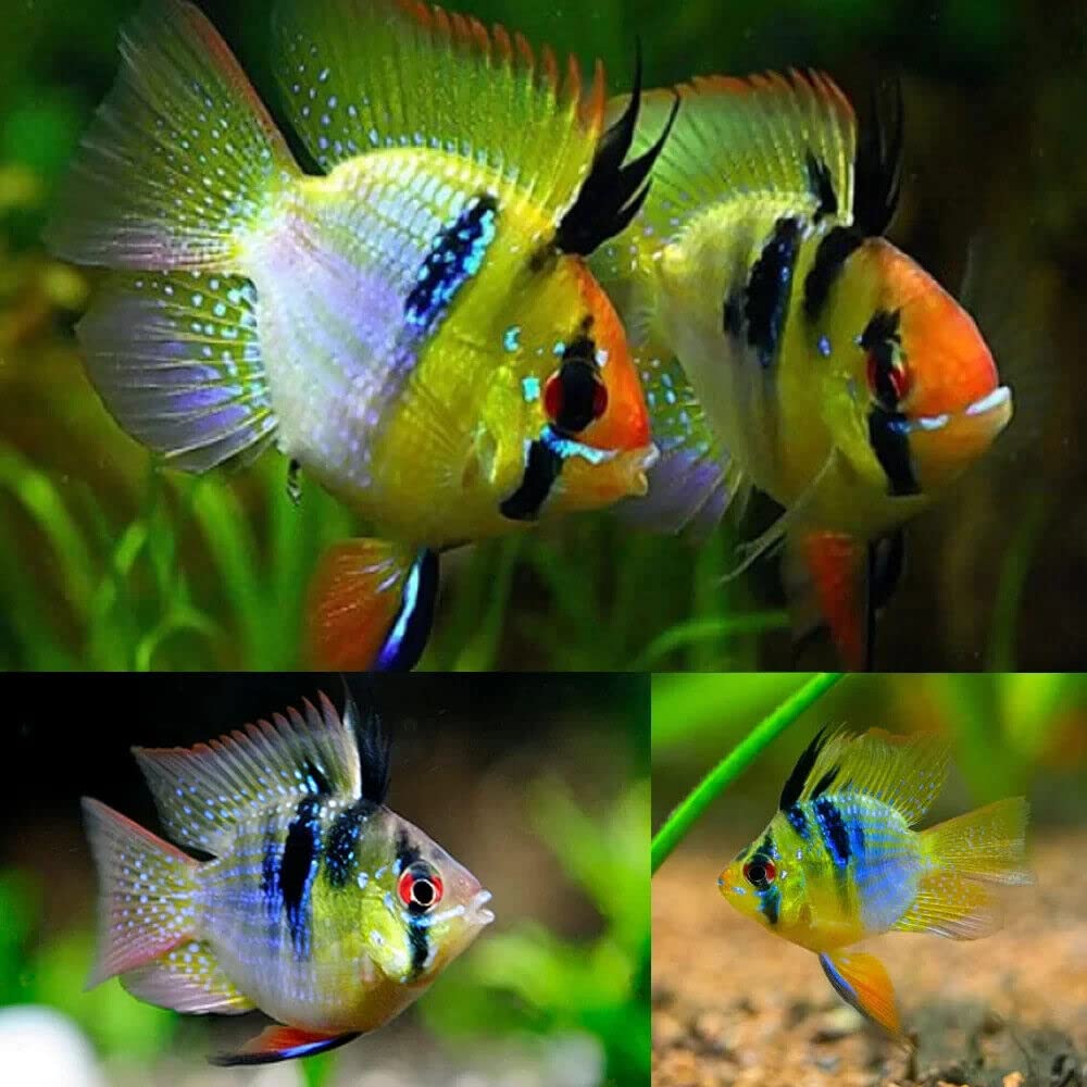 Live Fish - 1 PAIR - Cichlid Rams Short Body - German Angel Blue Balloon Ram