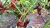 bhut jolokia reddit 30 SEMI -PRODUZIONE 2017 SEMI PEPERONCINI--BHUT JOLOKIA SALMON-BHUT JOLOKIA CHOCOLAT-BORG 9 CHOCOLAT + GUIDA ALLA COLTIVAZIONE