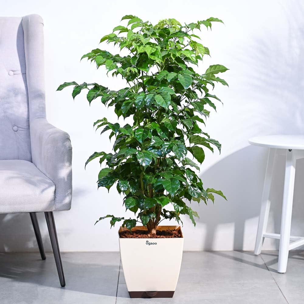 Ugaoo The China Doll Natural Live Indoor Plant with Pot - Extra Large (B0B74PMT39) Amazon Price History, Amazon Price Tracker