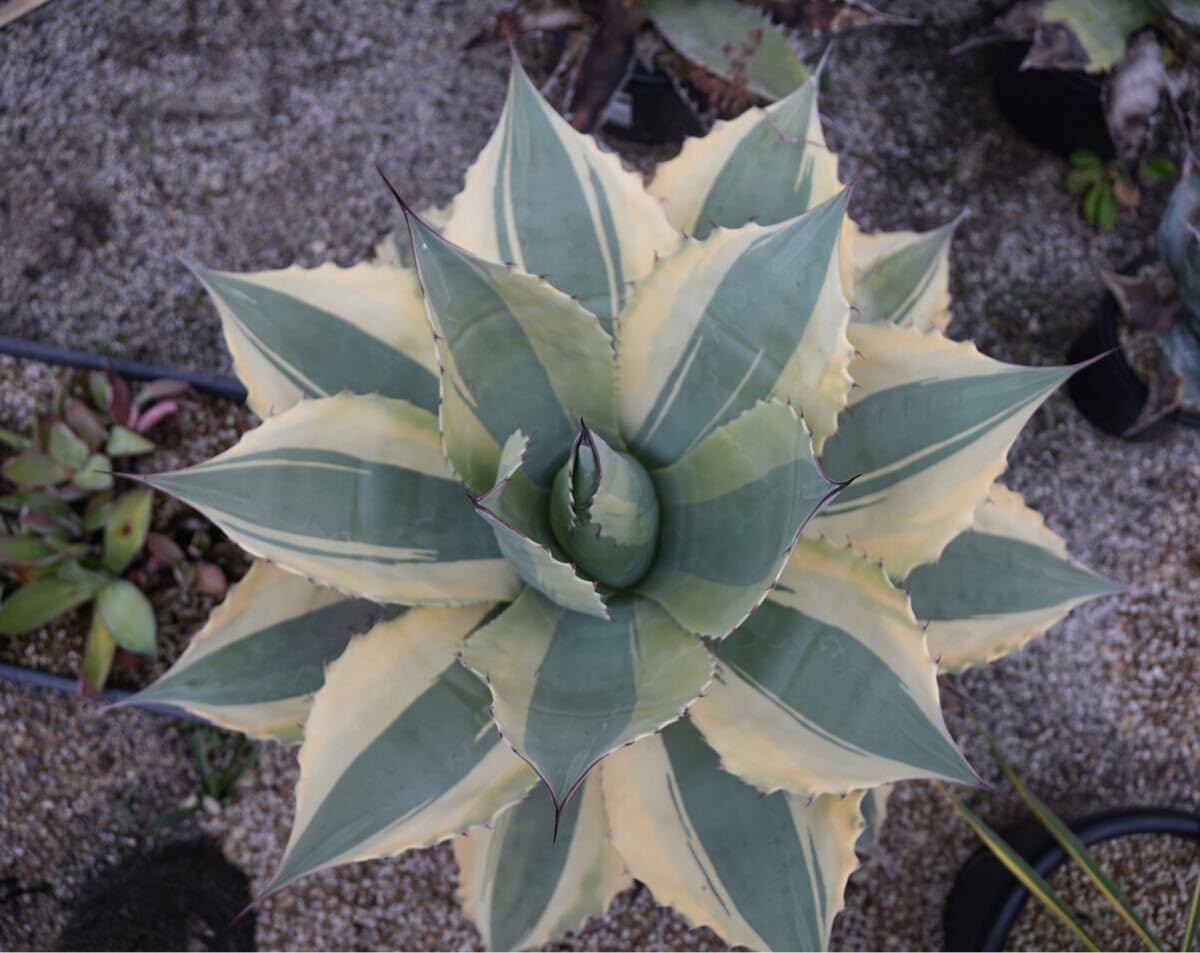 アガべ パリー オリザバ 子株 発根済み | アガベ専門店 Heart plants 