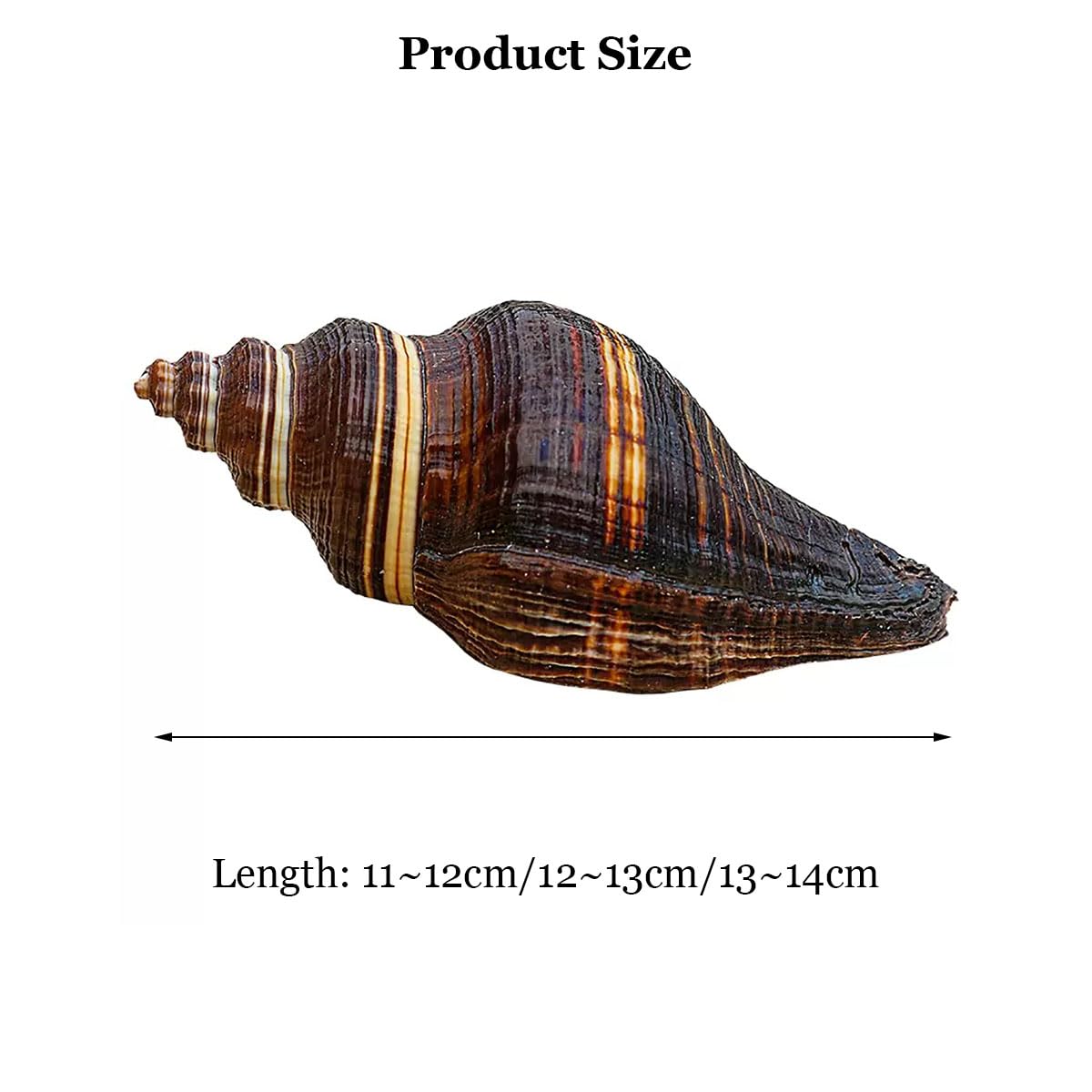 Coquillage, 12-15Cm la décoration de Mariage, fête à thème sur Plage(12~13cm)