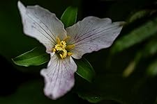 Review Image by Claude Claude