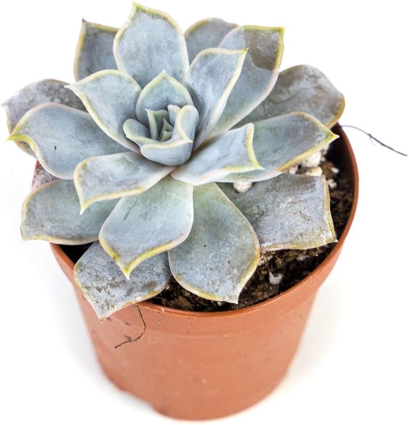 Josh's Frogs Desert Plant Kits for Arid Bioactive Terrariums (Small)