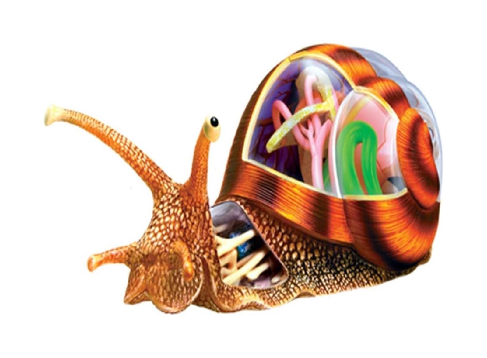 4D Visual Snails Anatomisches Modell – 32 Abnehmbare Organe Und