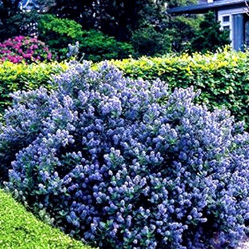 Gardeners Dream Ceanothus 'Yankee Point' Kalifornischer Flieder im Topf