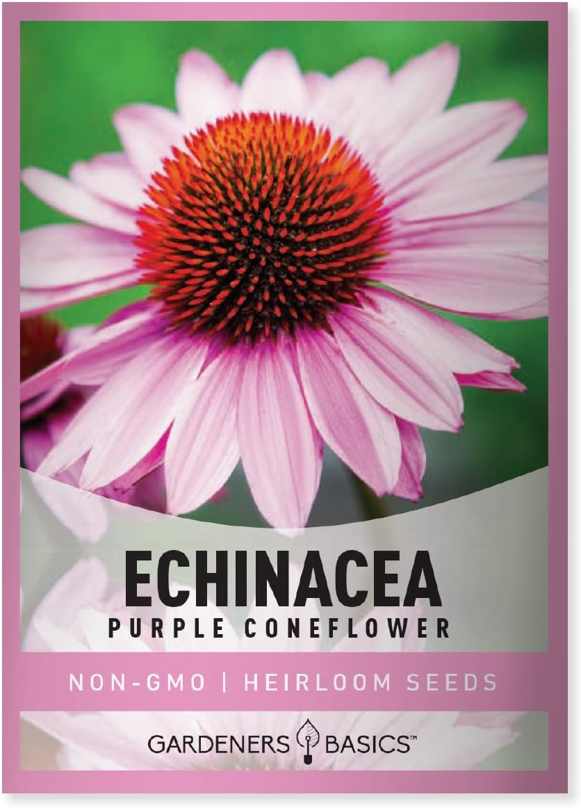Purple Coneflower Seeds Echinacea Seeds for Planting - Non-GMO, Open Pollinated Beautiful Echinacea Plant Seeds Great for Herbal Tea Gardens and Medicinal Herbs by Gardeners Basics