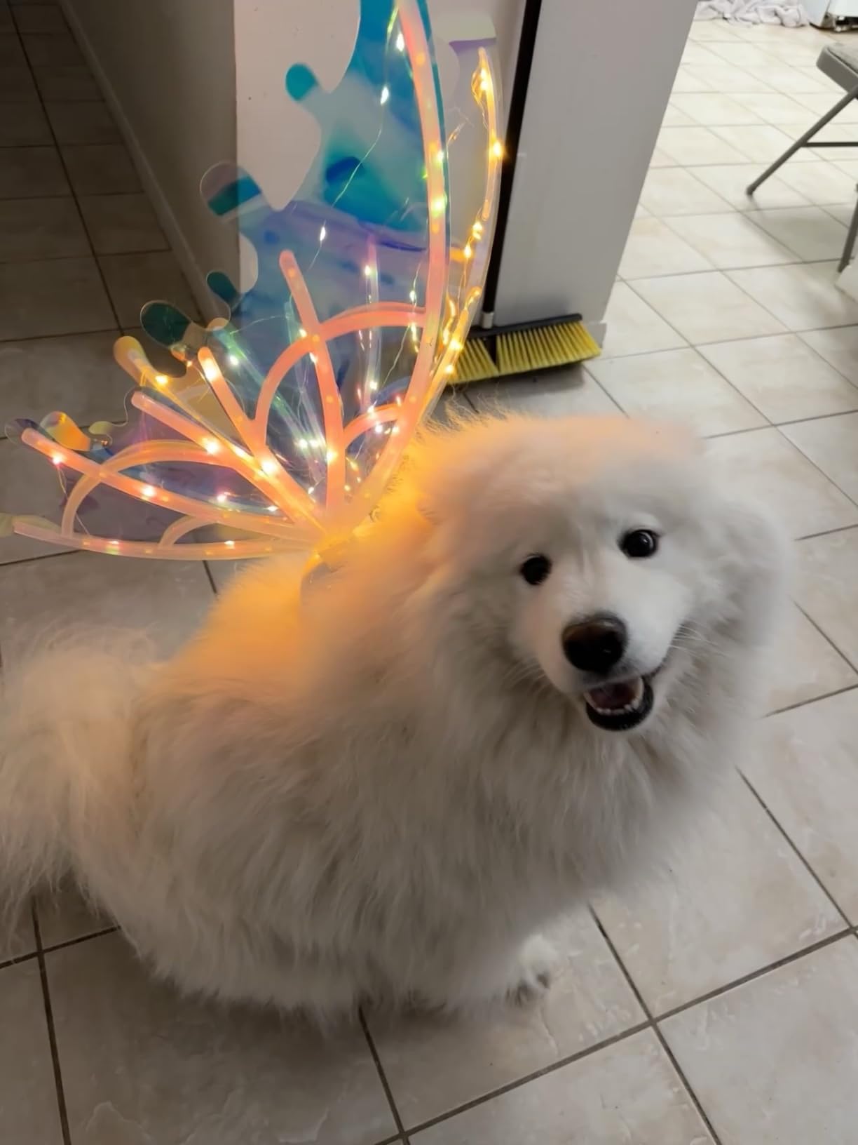 Fairy Glowing Wings for Dog and Women