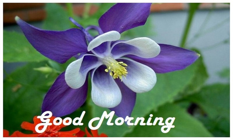 Good Morning Wishes - App on Amazon Appstore