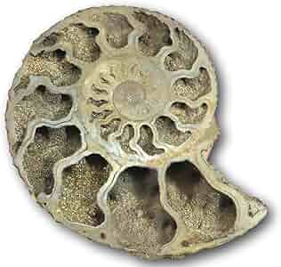 Amazon | ロシア産 アンモナイト パイライト 化石 70mm 36.9g 【榎本 Amazon | ロシア産 アンモナイト パイライト 化石 70mm 36.9g 【榎本