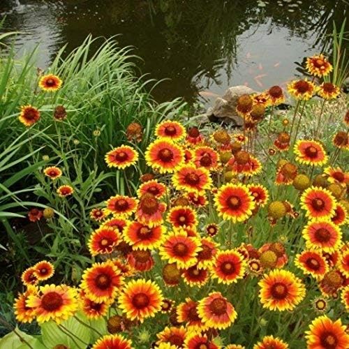 Non GMO Bulk Annual Gaillardia Blanket Flower Seed