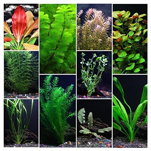 10 Species Live Aquarium Plants Package - Anacharis, Swords, Vallisneria and More!