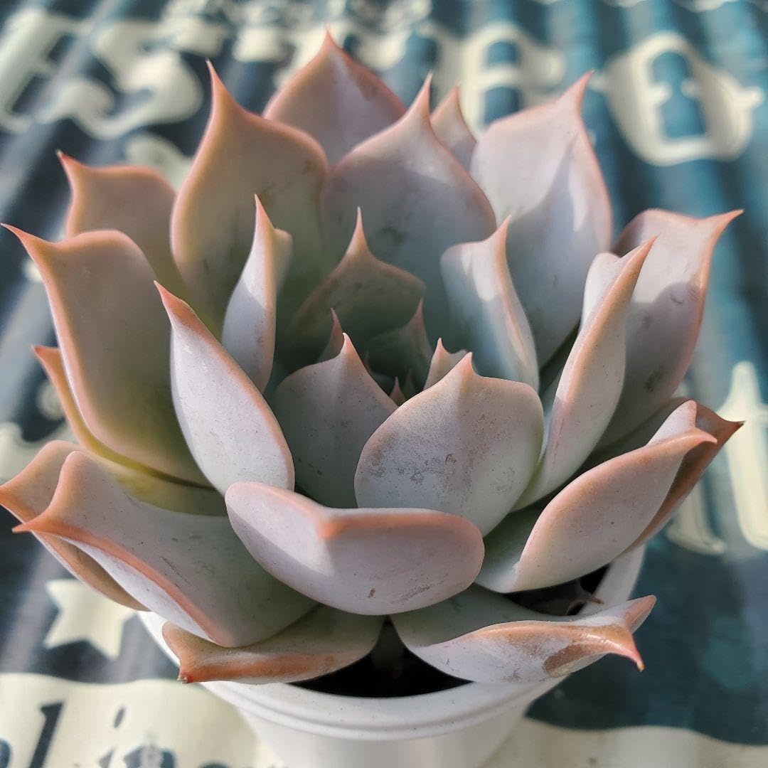 Amazon.co.jp: 札付き リンゼアナ×リラシナ 抜き苗 おらいさん苗 多肉