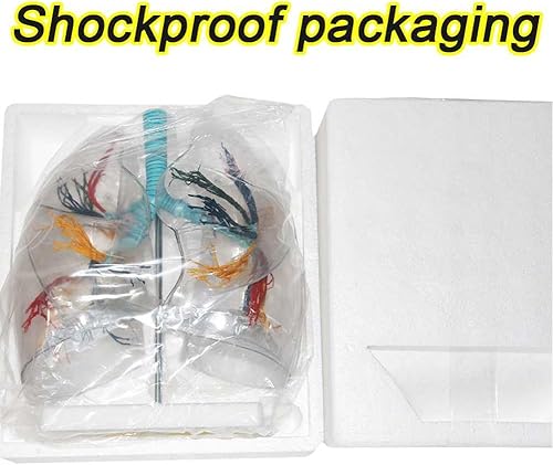 Miniatura 8 de YANHAO Modelo pulmonar anatómico transparente modelo pulmonar con estructura de árbol bronquial y base de soporte para enseñar demostración y