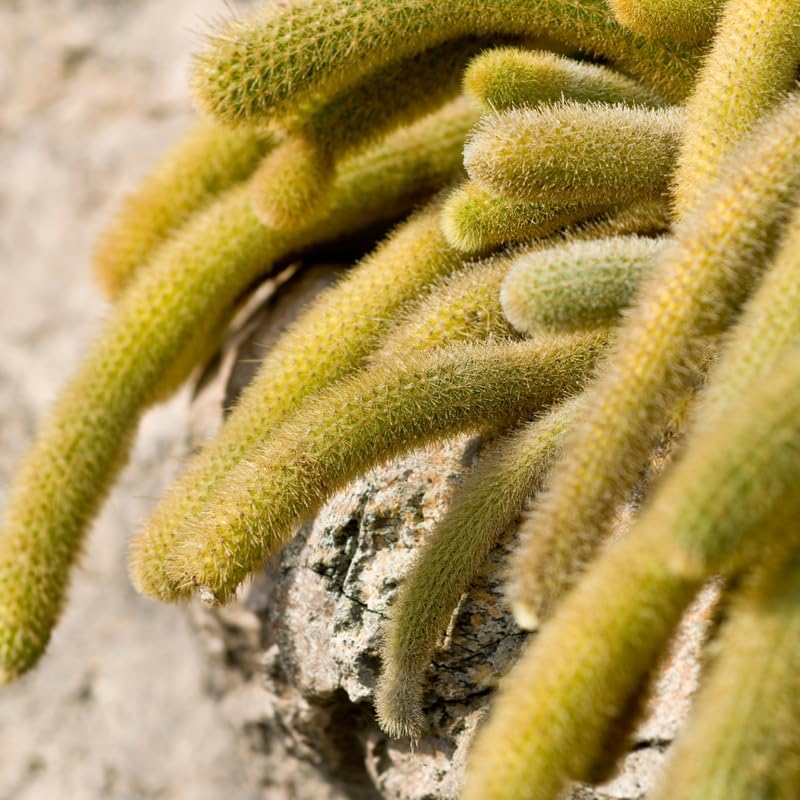 Miniatura 5 de Monkey Tail Cactus - Planta viva de 2 pulgadas, maceta de cola de mono, plantas suculentas en maceta viva