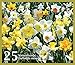 Mixed Daffodils (25 Bulbs) - Assorted Colors Daffodil Narcissus Bulbs by Willard & May