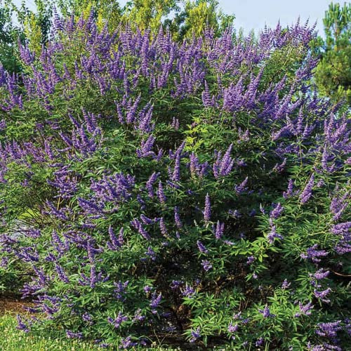 Chuxay Garden 25 Seeds Vitex Agnus-Castus 'Shoal Creek' Seeds,Chaste Tree,Monk's Pepper Tree,Chasteberry Hardy Deciduous Vase-Shaped Shrub Showy Accent Decorative Garden #TOP1